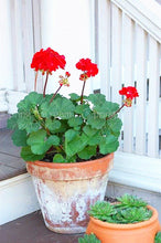 100pcs/bag geranium seeds Rare Variegated Geranium seed potted winter garden flower for bonsai plant for home garden