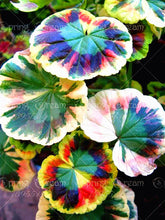 100pcs/bag geranium seeds Rare Variegated Geranium seed potted winter garden flower for bonsai plant for home garden