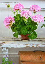 100pcs/bag geranium seeds Rare Variegated Geranium seed potted winter garden flower for bonsai plant for home garden