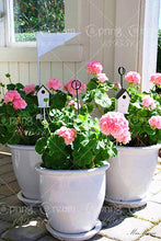 100pcs/bag geranium seeds Rare Variegated Geranium seed potted winter garden flower for bonsai plant for home garden