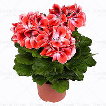 100pcs/bag geranium seeds Rare Variegated Geranium seed potted winter garden flower for bonsai plant for home garden