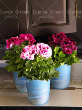 100pcs/bag geranium seeds Rare Variegated Geranium seed potted winter garden flower for bonsai plant for home garden