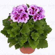 100pcs/bag geranium seeds Rare Variegated Geranium seed potted winter garden flower for bonsai plant for home garden