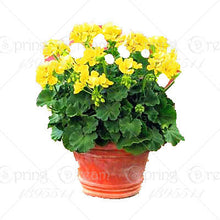 100pcs/bag geranium seeds Rare Variegated Geranium seed potted winter garden flower for bonsai plant for home garden