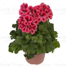 100pcs/bag geranium seeds Rare Variegated Geranium seed potted winter garden flower for bonsai plant for home garden