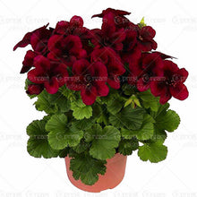 100pcs/bag geranium seeds Rare Variegated Geranium seed potted winter garden flower for bonsai plant for home garden