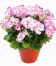 100pcs/bag geranium seeds Rare Variegated Geranium seed potted winter garden flower for bonsai plant for home garden