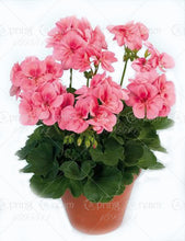 100pcs/bag geranium seeds Rare Variegated Geranium seed potted winter garden flower for bonsai plant for home garden