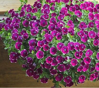 black purple scarce rare phantom petunia flower seeds Scarce Rare Phantom Petunia Flower Seeds 100 Seeds Pack Garden Bonsai – shalalafortheworld