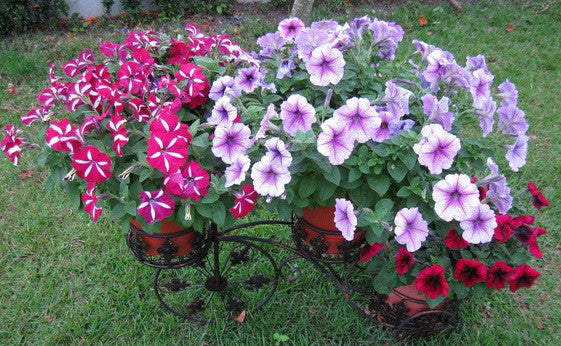 black purple scarce rare phantom petunia flower seeds Scarce Rare Phantom Petunia Flower Seeds 100 Seeds Pack Garden Bonsai – shalalafortheworld
