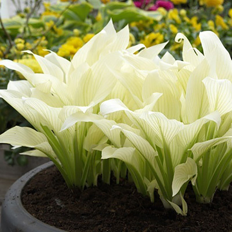 20pcs Hosta plantaginea Seeds Fragrant plantain Flower Fire And Ice Shade White Lace Bonsai Home Garden Ground Cover Plant Seed