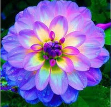 dahlia,dahlia flower vary Colors Dahlias Seeds For DIY Home Garden free shipping 20 seeds /bag