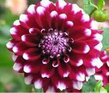 dahlia,dahlia flower vary Colors Dahlias Seeds For DIY Home Garden free shipping 20 seeds /bag