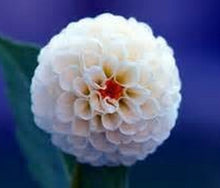 dahlia,dahlia flower vary Colors Dahlias Seeds For DIY Home Garden free shipping 20 seeds /bag