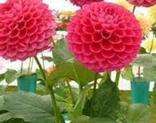 dahlia,dahlia flower vary Colors Dahlias Seeds For DIY Home Garden free shipping 20 seeds /bag