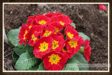100pcs/bag100%True Europe Primula acaulis seeds,Primrose Rare bonsai flower seeds for home garden Indoor bonsai plants