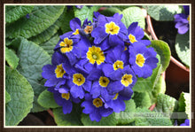 100pcs/bag100%True Europe Primula acaulis seeds,Primrose Rare bonsai flower seeds for home garden Indoor bonsai plants