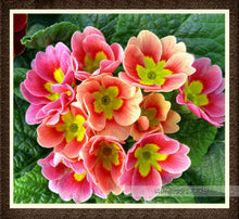 100pcs/bag100%True Europe Primula acaulis seeds,Primrose Rare bonsai flower seeds for home garden Indoor bonsai plants