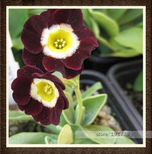 100pcs/bag100%True Europe Primula acaulis seeds,Primrose Rare bonsai flower seeds for home garden Indoor bonsai plants