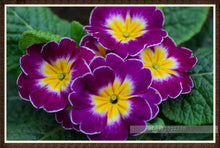 100pcs/bag100%True Europe Primula acaulis seeds,Primrose Rare bonsai flower seeds for home garden Indoor bonsai plants