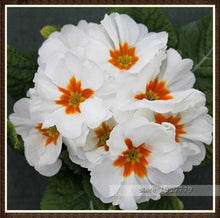 100pcs/bag100%True Europe Primula acaulis seeds,Primrose Rare bonsai flower seeds for home garden Indoor bonsai plants