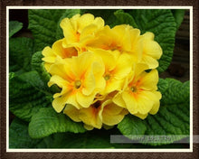 100pcs/bag100%True Europe Primula acaulis seeds,Primrose Rare bonsai flower seeds for home garden Indoor bonsai plants