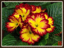 100pcs/bag100%True Europe Primula acaulis seeds,Primrose Rare bonsai flower seeds for home garden Indoor bonsai plants