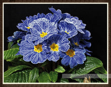 100pcs/bag100%True Europe Primula acaulis seeds,Primrose Rare bonsai flower seeds for home garden Indoor bonsai plants