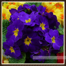 100pcs/bag100%True Europe Primula acaulis seeds,Primrose Rare bonsai flower seeds for home garden Indoor bonsai plants
