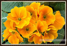 100pcs/bag100%True Europe Primula acaulis seeds,Primrose Rare bonsai flower seeds for home garden Indoor bonsai plants