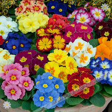 100pcs/bag100%True Europe Primula acaulis seeds,Primrose Rare bonsai flower seeds for home garden Indoor bonsai plants