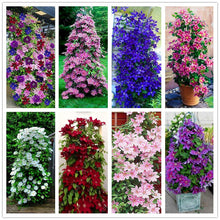 100pcs/bag Clematis seeds flowers clematis vine seeds perennial flower seeds climbing clematis plants bonsai pot garden plant