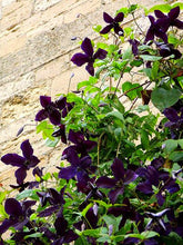 100pcs/bag Clematis seeds flowers clematis vine seeds perennial flower seeds climbing clematis plants bonsai pot garden plant