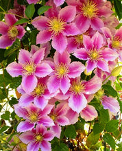 100pcs/bag Clematis seeds flowers clematis vine seeds perennial flower seeds climbing clematis plants bonsai pot garden plant