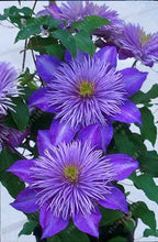 100pcs/bag Clematis seeds flowers clematis vine seeds perennial flower seeds climbing clematis plants bonsai pot garden plant