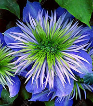 100pcs/bag Clematis seeds flowers clematis vine seeds perennial flower seeds climbing clematis plants bonsai pot garden plant