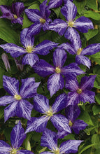 100pcs/bag Clematis seeds flowers clematis vine seeds perennial flower seeds climbing clematis plants bonsai pot garden plant