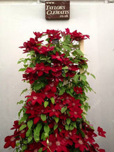 100pcs/bag Clematis seeds flowers clematis vine seeds perennial flower seeds climbing clematis plants bonsai pot garden plant