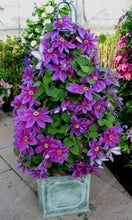 100pcs/bag Clematis seeds flowers clematis vine seeds perennial flower seeds climbing clematis plants bonsai pot garden plant