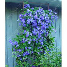 100pcs/bag Clematis seeds flowers clematis vine seeds perennial flower seeds climbing clematis plants bonsai pot garden plant