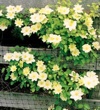 100pcs/bag Clematis seeds flowers clematis vine seeds perennial flower seeds climbing clematis plants bonsai pot garden plant