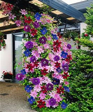 100pcs/bag Clematis seeds flowers clematis vine seeds perennial flower seeds climbing clematis plants bonsai pot garden plant