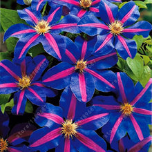 100pcs/bag Clematis seeds flowers clematis vine seeds perennial flower seeds climbing clematis plants bonsai pot garden plant