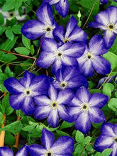 100pcs/bag Clematis seeds flowers clematis vine seeds perennial flower seeds climbing clematis plants bonsai pot garden plant