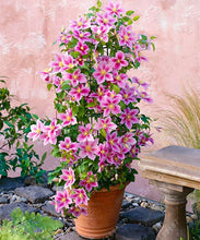 100pcs/bag Clematis seeds flowers clematis vine seeds perennial flower seeds climbing clematis plants bonsai pot garden plant