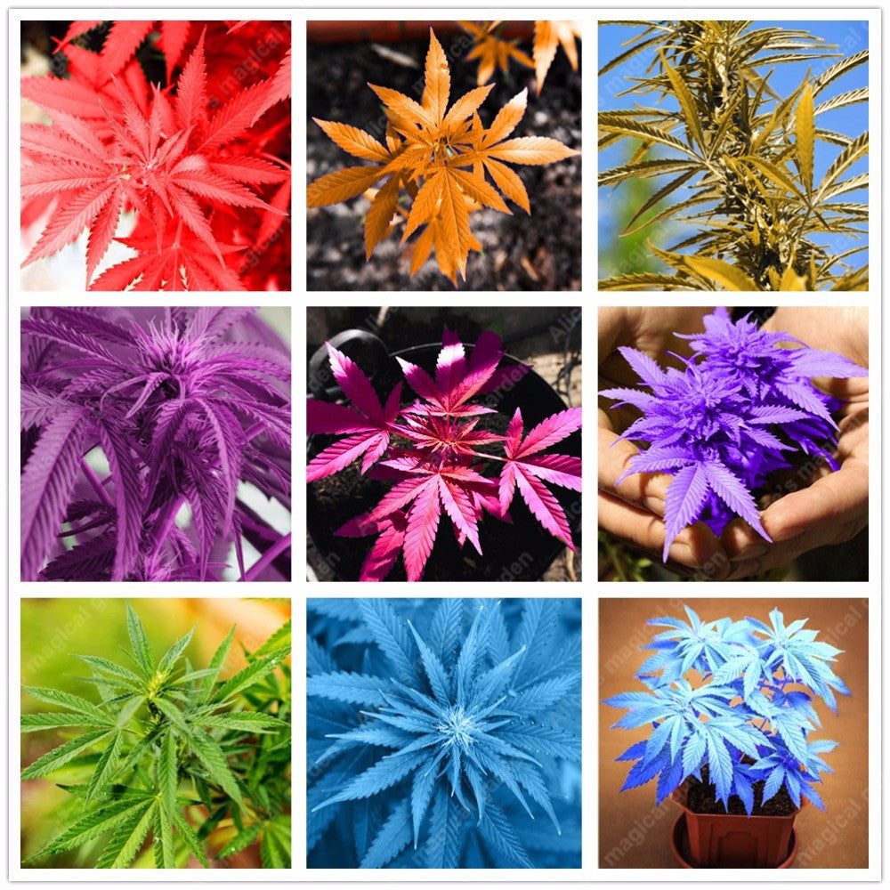 unusual flower seeds 100 pcs Japanese Rainbow Hemp Seeds Rare Flower Seeds 2017 New Varieti – shalalafortheworld