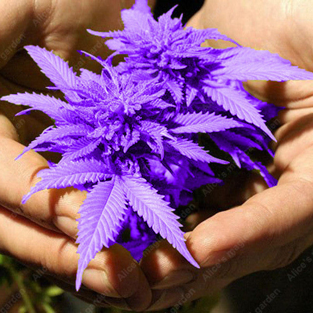 rare flower seeds 100 pcs Japanese Rainbow Hemp Seeds Rare Flower Seeds 2017 New Varieti – shalalafortheworld