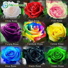 100PCS Flower Seed Holland Rose Seed Lover Gift Orange Green Rainbow RARE 24 Color To Choose DIY Home Gardening Flower