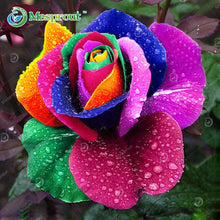 100PCS Flower Seed Holland Rose Seed Lover Gift Orange Green Rainbow RARE 24 Color To Choose DIY Home Gardening Flower