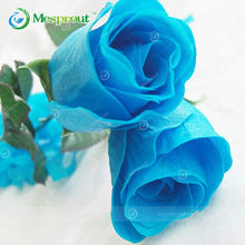 100PCS Flower Seed Holland Rose Seed Lover Gift Orange Green Rainbow RARE 24 Color To Choose DIY Home Gardening Flower